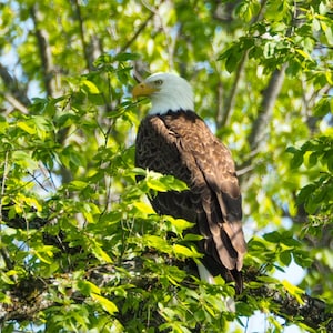 Fotoafdruk Amerikaanse adelaar: natuurmuurkunst Michigan