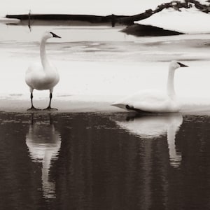 Sepia toendra zwanenfotografie: Muskegon River Winter Art