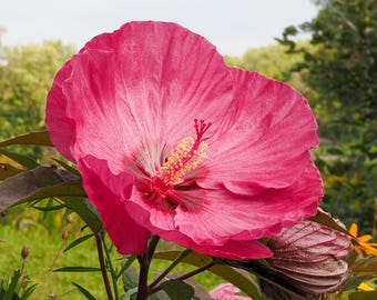 Hibiscus Flower Photography Print: Pink Botanical Wall Art