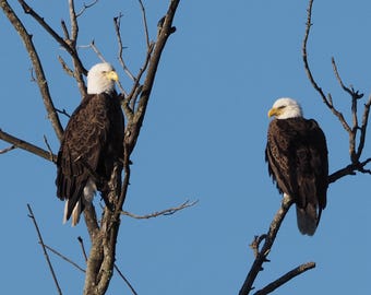 Eagle Photography Print: Michigan Wildlife Wall Art