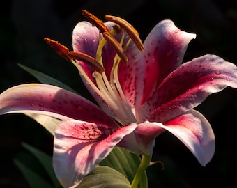 Stargazer Lily Photo: Floral Photography Art Print