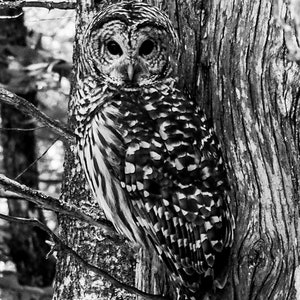 Barred Owl Black and White Photography Print: Mackinac Island Wildlife Art