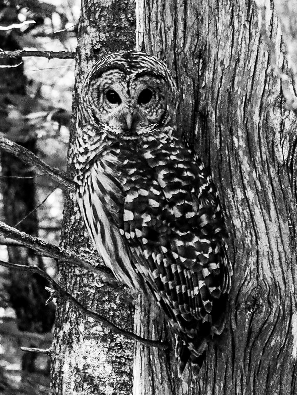 Barred Owl Black and White Photography Print: Mackinac Island Wildlife Art