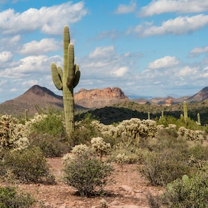 Mesa Desert Photo Arizona Desert Photo Mesa Desert Print Arizona Desert Print Cactus Wall Art Cactus Art Anniversary Gifts for Him Art Print