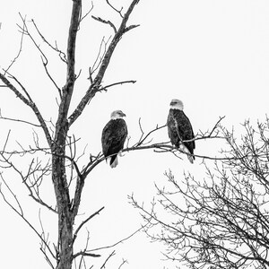 Fotoafdruk adelaar: Michigan Wildlife, Winter Wall Art
