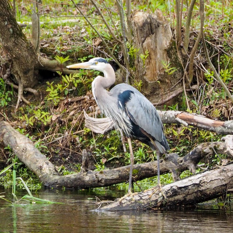Great blue heron print. Wildlife photography. Bird photography art print. Nature wall decor. Nature photography prints. Michigan photography. Michigan photos. Muskegon River art print. Birthday gifts. Great blue heron photographed at the edge of the Muskegon River. Lush greenery and water.