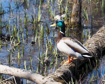 Mallard Print Duck Photo Wildlife Photography Woodland Room Decor Nature Photograph Wall Art