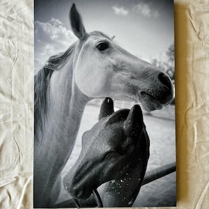 Gathered at the Hitching Post. Photograph on 24”x36” Canvas Print. Beautiful White Horse Photo Collaged with Hitching Post Photo.