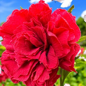 Carnations – Realistic Faux Floral Decor – Long-Lasting Gift for Home, Weddings & Special Occasions