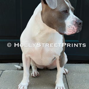 以下が含まれることがあります： コンクリートの階段に座っている白と灰色のピットブルテリアの犬。犬はフレームの右を見ています。