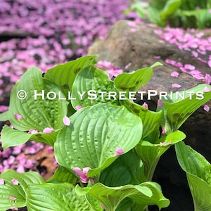 May include: A close-up of green hosta plants with pink flower petals scattered around them. The plants are in focus, while the petals are out of focus in the background. The text "HOLLYSTREETPRINTS" is visible in the image.