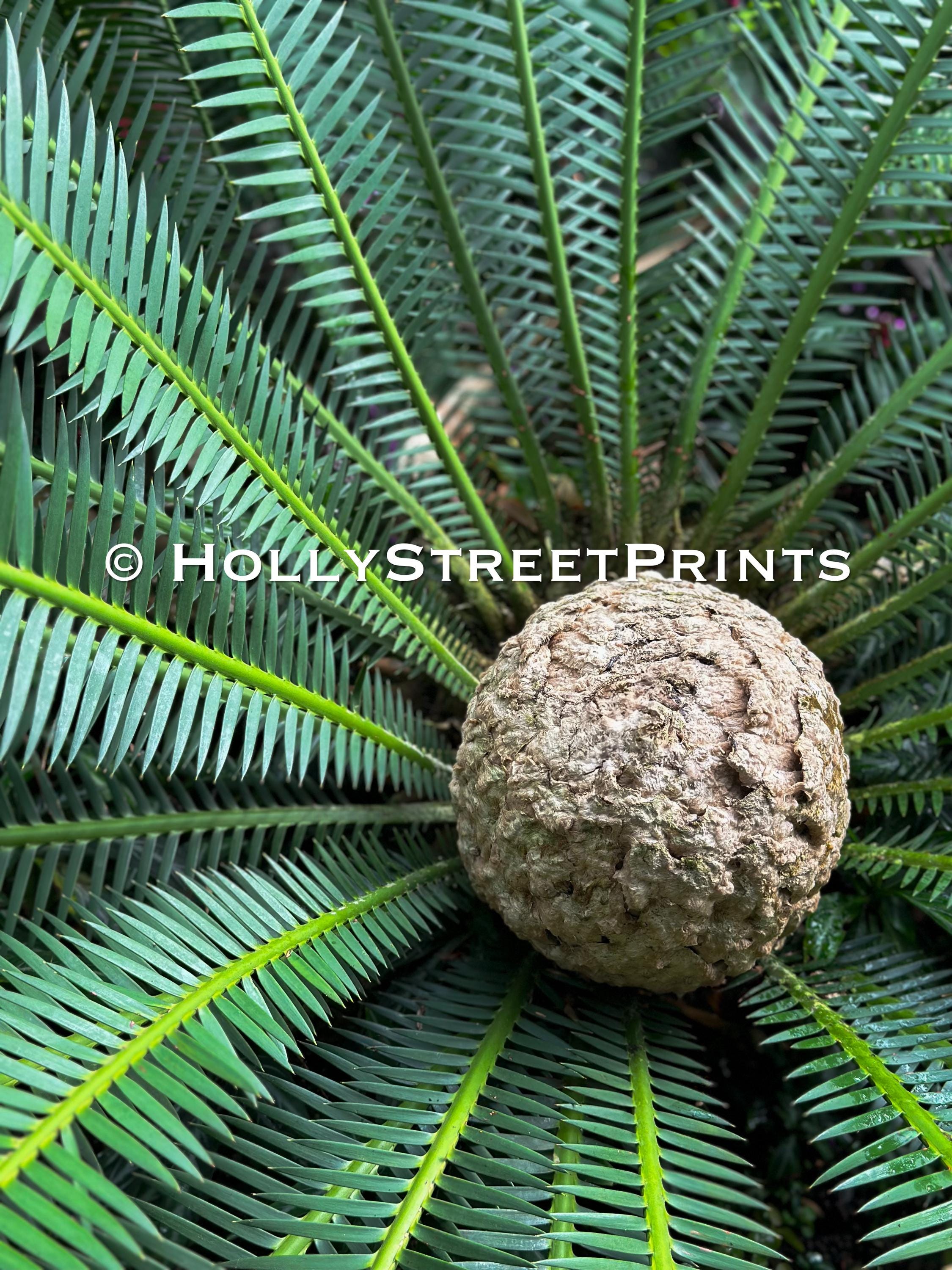 Dioon Edule Plant - Etsy