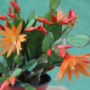 May include: A potted Christmas cactus with vibrant orange flowers and red buds. The plant features segmented green stems and is set against a teal background. The flowers have a star-like shape with a white center.