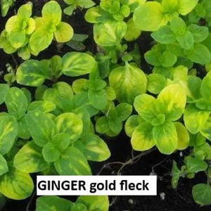 May include: Close-up of Ginger Gold Fleck plants. The leaves are a vibrant green with yellow variegation. The image is well-lit, showcasing the plant's texture and color variations. The text "GINGER gold fleck" is displayed in a white rectangle.