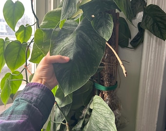 Monstera Dubia Mature Size - Green Form - Etsy