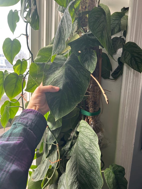 XL Rooted Cutting of Monstera Dubia LARGE LEAF