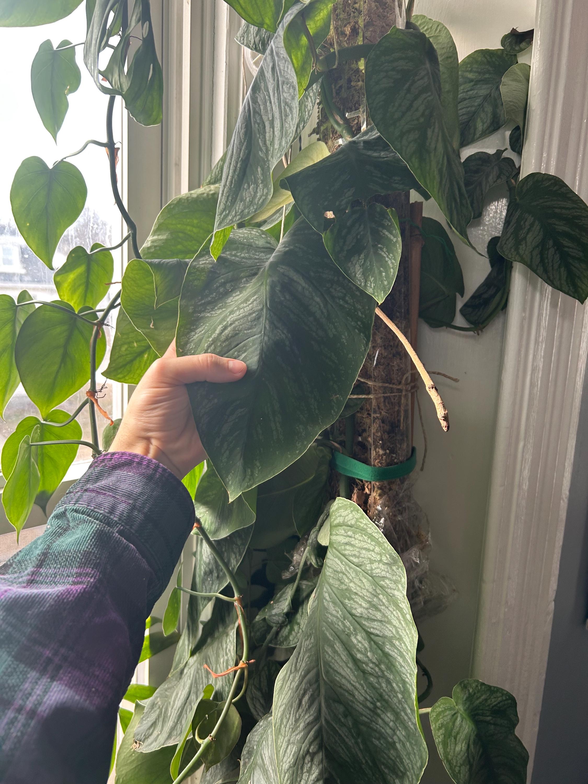 philodendron white stripe Philodendron 'Silver Stripe'