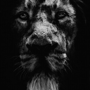 King Lion