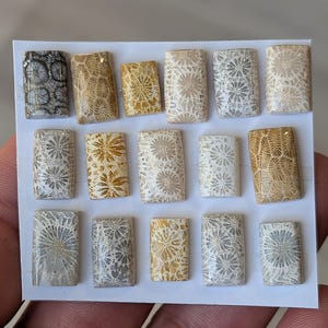 Könnte beinhalten: Eine Sammlung rechteckiger fossiler Korallen-Cabochons in verschiedenen Farben, darunter Beige, Grau und Hellbraun. Jeder Cabochon zeigt komplizierte Blumenmuster. Die Fossilien sind auf einer weißen Oberfläche angeordnet, die ihre natürlichen Texturen und Designs hervorhebt.