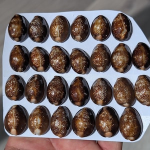Puede incluir: Una colección de veinticuatro conchas de cauri marrones y beige dispuestas sobre una tarjeta blanca. Las conchas tienen un aspecto liso y brillante con patrones moteados. Las conchas de forma ovalada miden aproximadamente 2-3 cm de largo.