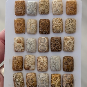 May include: A collection of twenty-five rectangular fossil coral cabochons arranged in a five-by-five grid on a white display card. Each stone features unique, intricate, flower-like patterns in varying shades of tan, brown, beige, and grey.
