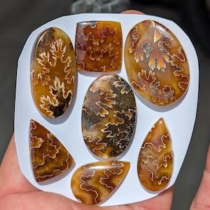 May include: A selection of polished ammonite fossils in diverse shapes, such as oval, teardrop, and rectangular. The fossils showcase detailed, light-coloured patterns set against a warm brown backdrop. The collection is presented on a white surface.