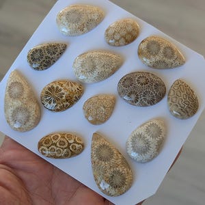 1 Piece Fossil Coral Flat Back Gem Cabochon gem for rings, wire wrapping, pendant setting, macrame or metalsmith jewelry supplies