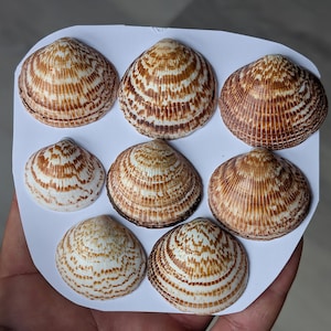 1 Piece AUS Clam Shell Flat Back Gem Cabochon wire wrapping Jewelry Pendant setting macrame jewelry metalsmith supplies cabochons