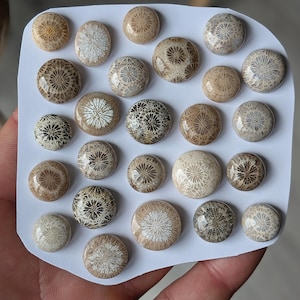 May include: A collection of polished, round coral cabochons in various shades of beige, brown, and cream. The cabochons are arranged on a white surface, showcasing their intricate, natural patterns. The sizes vary, with some oval-shaped pieces.