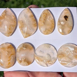以下が含まれることがあります： さまざまな形をした、研磨されたアゲートの宝石が8つ。涙型や楕円形など。石は、クリームホワイトとゴールデンブラウンの模様が混ざり合っており、一部には濃い茶色のインクルージョンがあります。宝石は白い表面に展示されています。