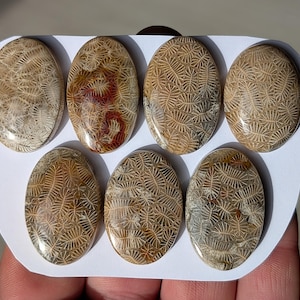 Puede incluir: Siete piedras fósiles ovaladas con intrincados patrones naturales. Las piedras son principalmente beige y marrón, algunas muestran tonos rojizos. Las superficies pulidas revelan texturas detalladas, sugiriendo una colección de especímenes geológicos únicos.