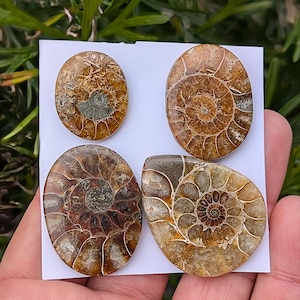 Può includere: Quattro fossili di ammoniti lucidate con intricati motivi a spirale. I fossili mostrano sfumature di marrone, beige e grigio, mettendo in risalto i dettagli naturali delle antiche creature marine. Ogni fossile è di forma ovale, con lievi variazioni di dimensioni.
