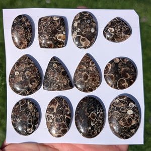1 Piece Turritella Agate Flat Back Gem Cabochon wire wrapping Jewelry Pendant setting macrame jewelry metalsmith supplies cabochons