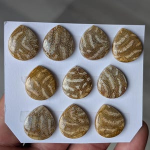 Puede incluir: Nueve cabujones en forma de lágrima con un patrón de coral fosilizado. Las piedras son una mezcla de colores beige y crema, con diseños orgánicos intrincados. Los cabujones están dispuestos en una tarjeta blanca, ideales para la creación de joyas.