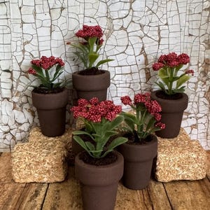May include: Five small potted plants with dark brown clay pots and green leaves topped with clusters of tiny red berries. The plants are arranged in a group, with some placed on textured tan blocks, displaying a consistent botanical appearance.