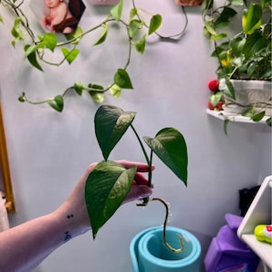 Rooted Pothos Clippings