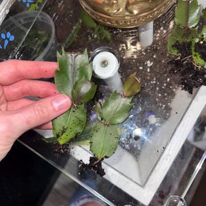 Thanksgiving Cactus Magenta Cuttings