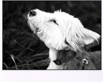 Black and White Dog Photography Print | Minimalist Pet Wall Art