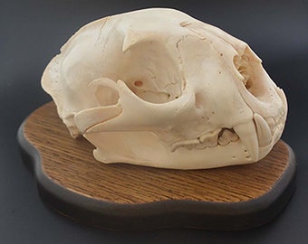 Mountain Lion Skull Etsy
