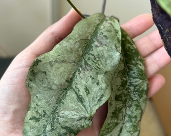 Hoya Lacunosa silver mint Starter Plant (ALL STARTER PLANTS