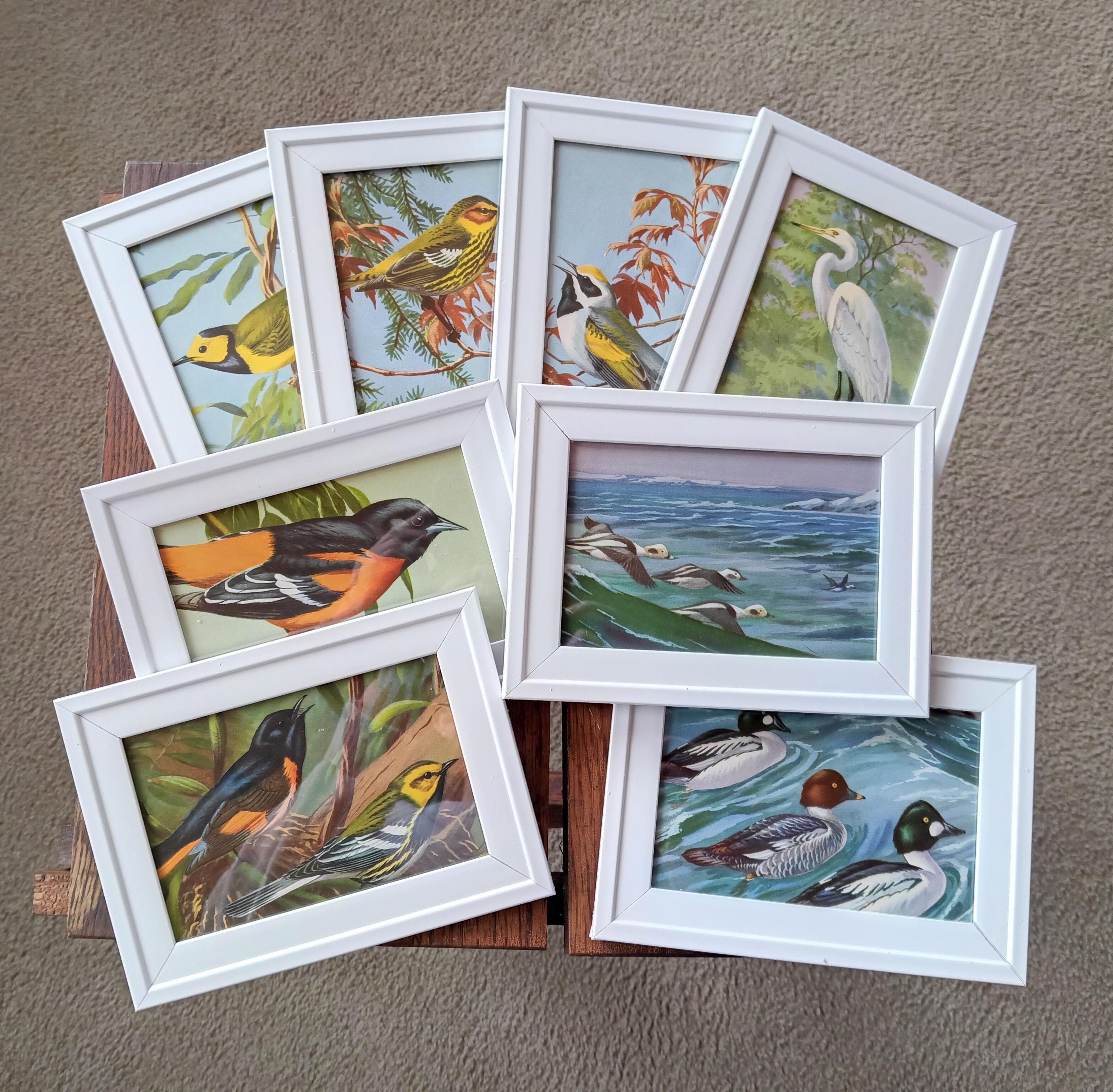 1930年代のヴィンテージ鳥のプリント：額入りカラフルな自然壁アート