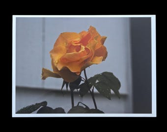 5x7 Yellow Rose Photography Print – Glossy Floral Photo, Unframed