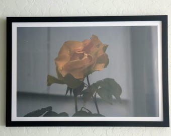 11x17 Yellow Rose Photography Print on Cardstock – Moody Floral Wall Art, Unframed