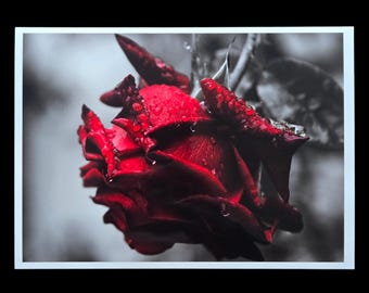 5x7 Moody Red Rose Photography Print, Glossy Floral Art With White Border, Unframed