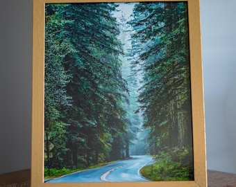 8.5x11 Vertical Print Only – Redwood Forest Photography Wall Art with White Border