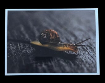 5x7 Snail Photography Print – Moody Nature Wall Art, Glossy Unframed Photo