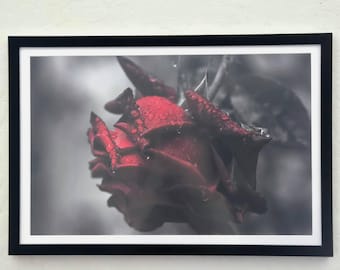 11x17 Red Rose Original Photography Print Landscape Floral Art on Cardstock