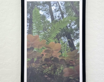 11x17 Forest Floor Ferns Original Photography Print Vertical Botanical Art