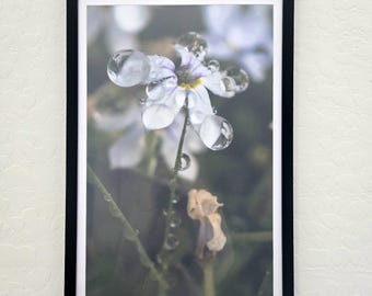 11x17 Floral Photography Print on Cardstock – Dewy Flower Wall Art, Unframed