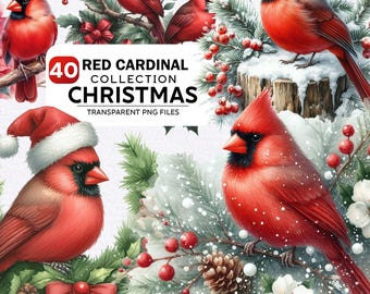40+ Watercolor Red Cardinal Clipart Bundle, Red Cardinal Christmas Png, Birds Christmas Clipart, Christmas Bundle Png, Commercial Use